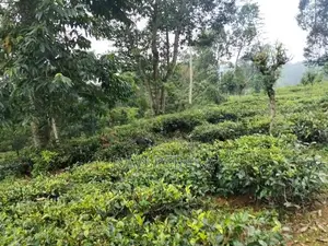 Tea Estate for Sale - Matale