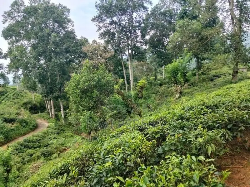Tea Estate for Sale - Matale