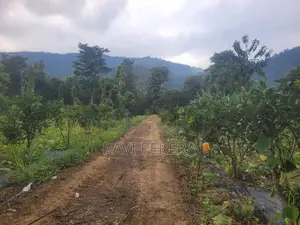Tea Estate for Sale - Matale