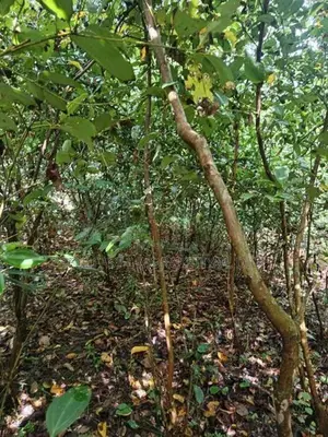 Valuable Land for Sale in Pitipana