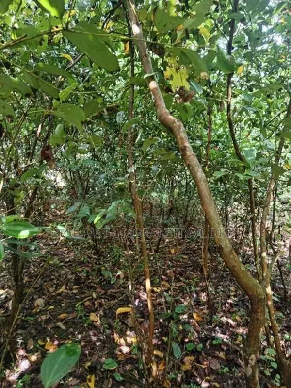 Valuable Land for Sale in Pitipana