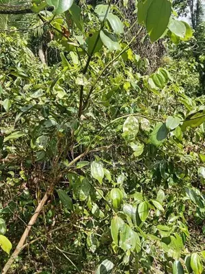 Valuable Land for Sale in Pitipana