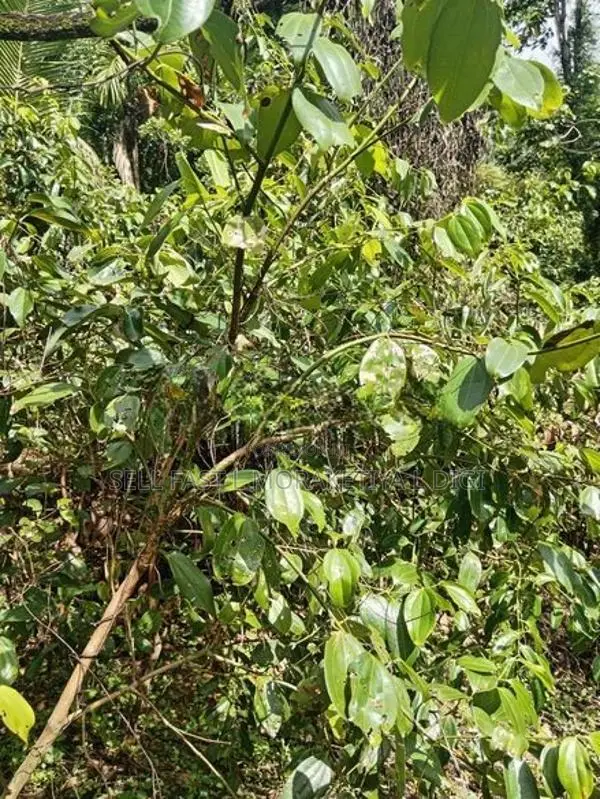 Valuable Land for Sale in Pitipana