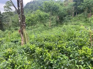 30-Acre Tea Estate Eco Tourism Land for Sale Hiniduma