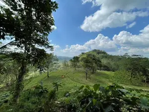 30-Acre Tea Estate Eco Tourism Land for Sale Hiniduma