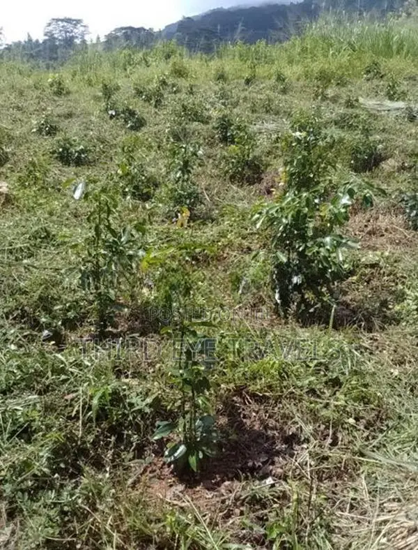 10 Acre Tea Estate for Sale in Matale