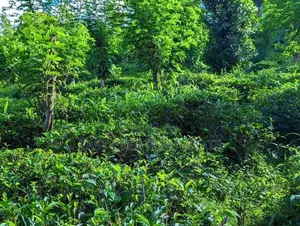 කඩුගන්නා⁣වෙන් කාපට් පාරට මුහුණලා වටිනා ඉඩම් කැබලි දෙකක් / ST 15227