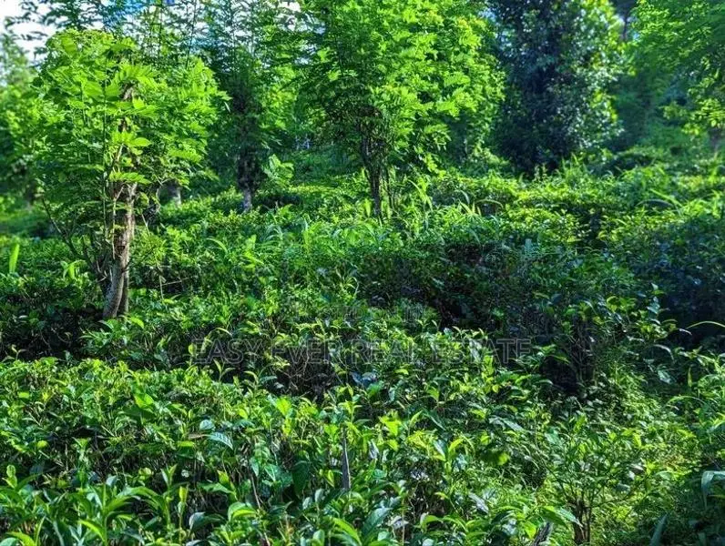කඩුගන්නා⁣වෙන් කාපට් පාරට මුහුණලා වටිනා ඉඩම් කැබලි දෙකක් / ST 15227
