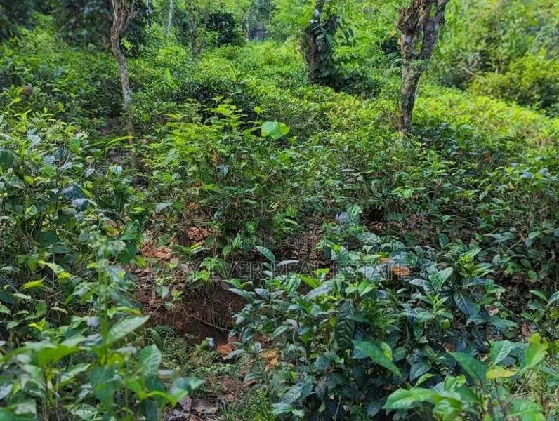 කඩුගන්නා⁣වෙන් කාපට් පාරට මුහුණලා වටිනා ඉඩම් කැබලි දෙකක් / ST 15227