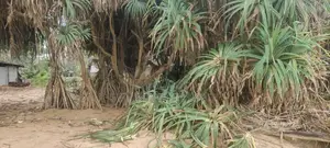 81 perches Land For Sale in Waskaduwa (SSPL-409)