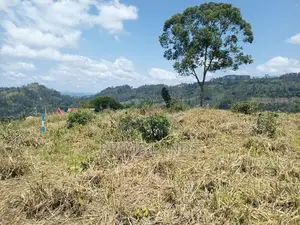 Land for Sale in Pussallawa
