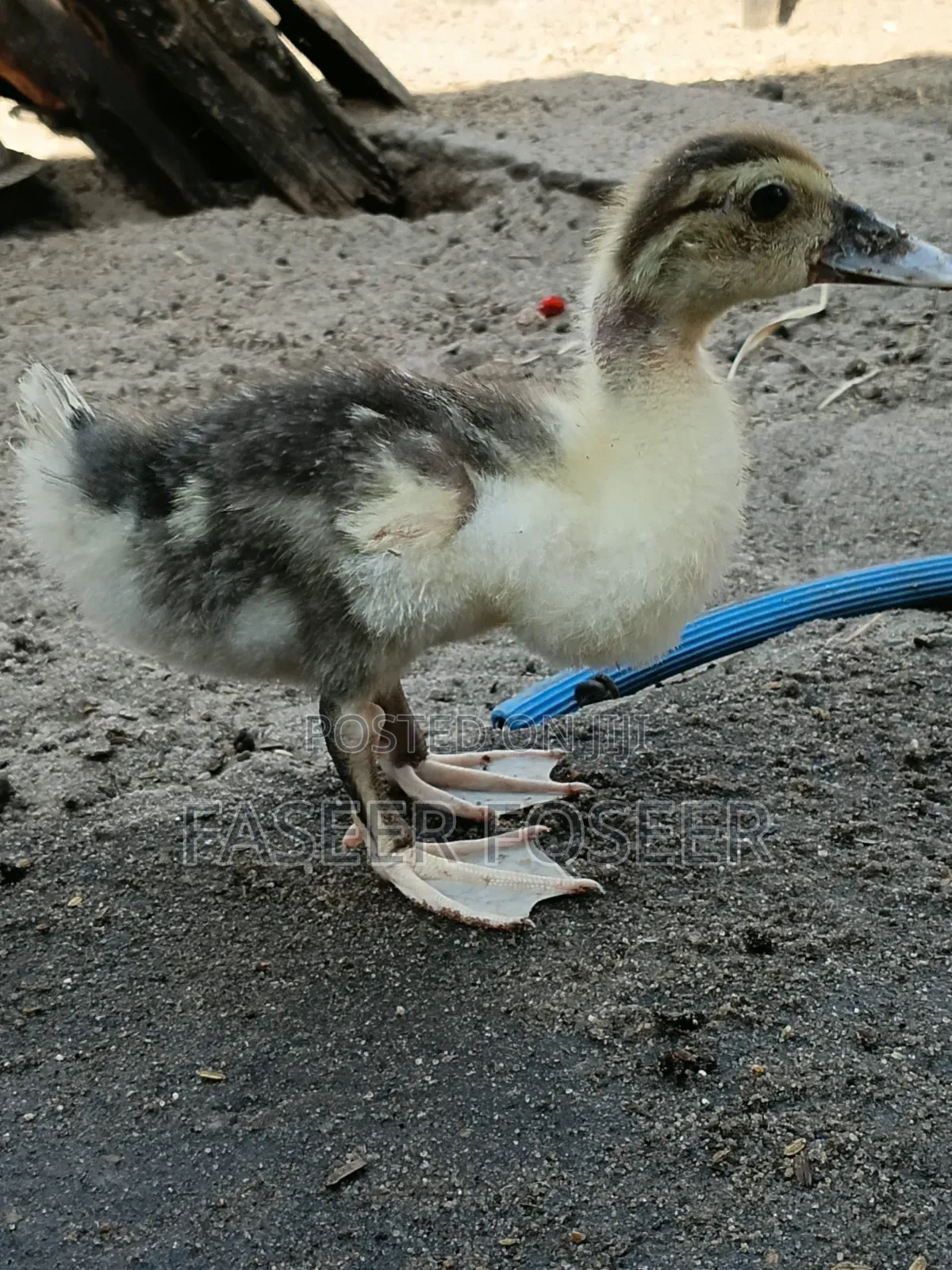 Jumbo Size Ducks
