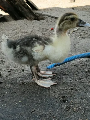 Jumbo Size Ducks