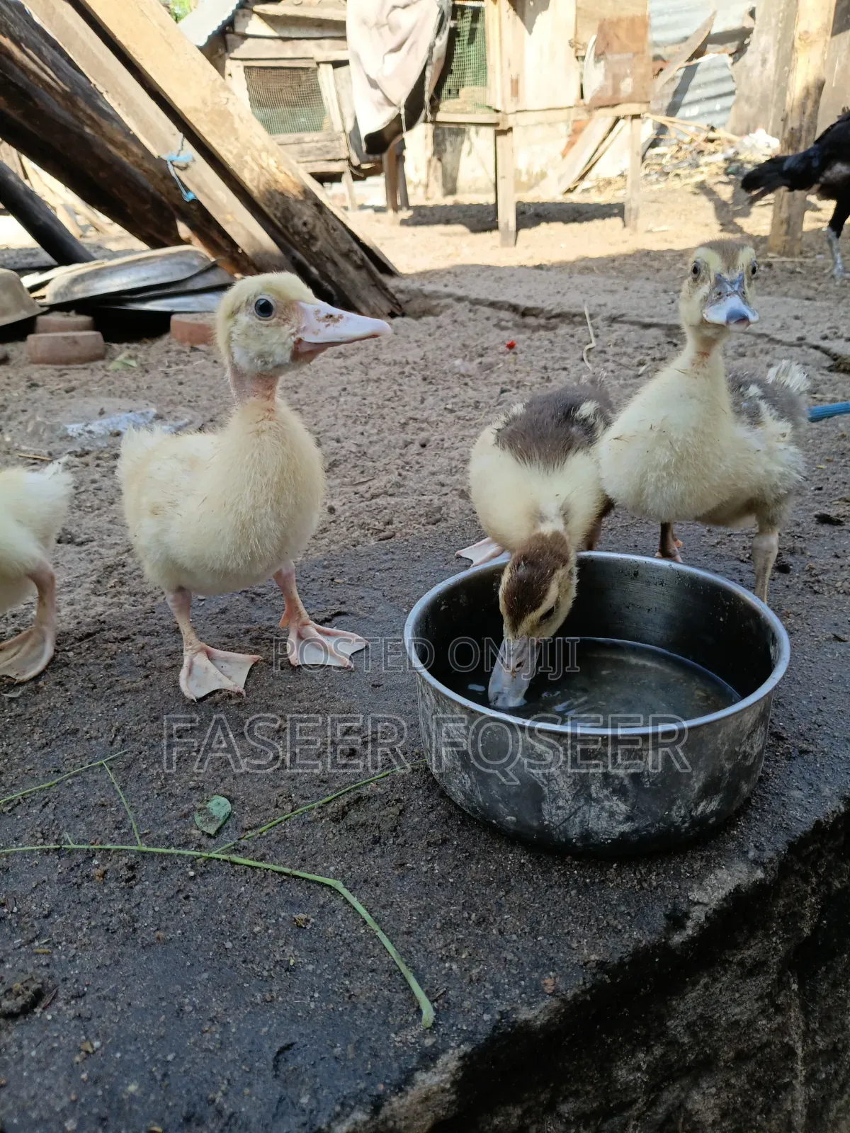 Jumbo Size Ducks