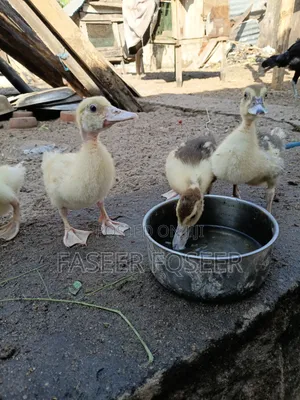 Jumbo Size Ducks