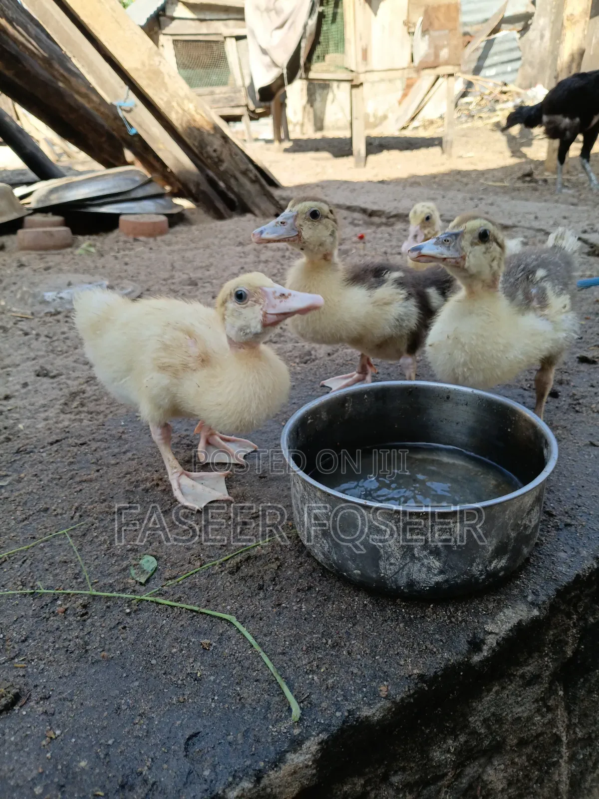 Jumbo Size Ducks