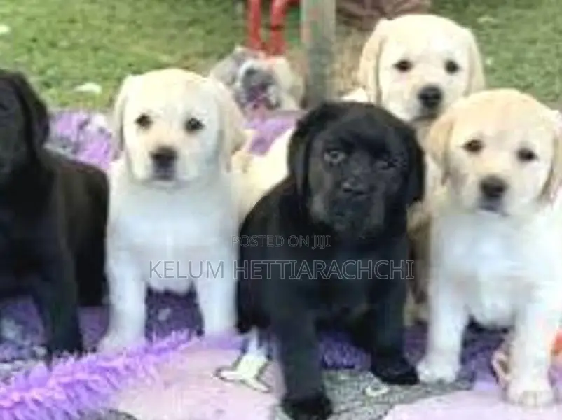 Labrador Puppies
