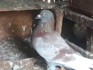 Pigen