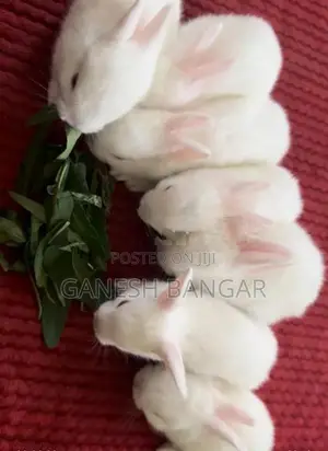 Rabbits