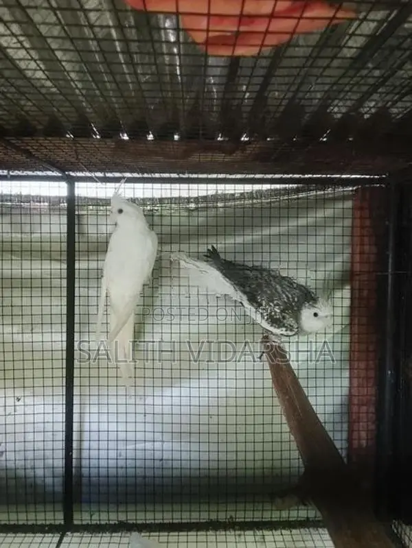 Cockatiel Bird