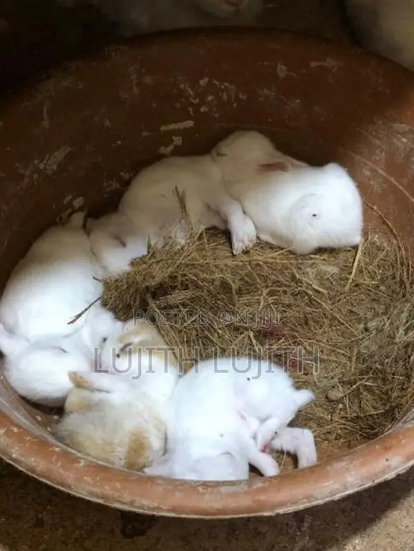 Rabbit