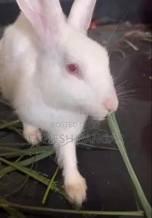 Rabbits