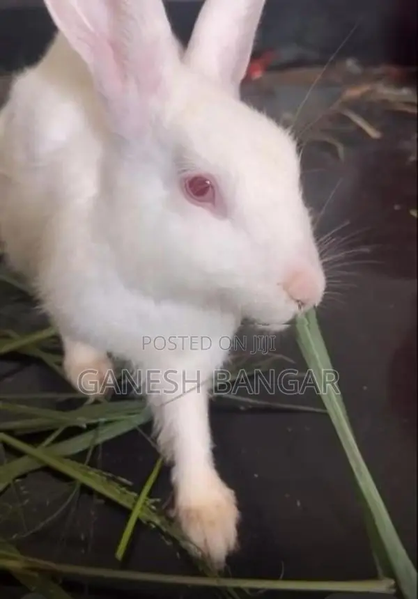 Rabbits