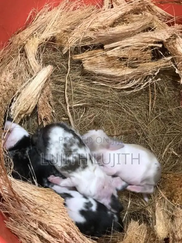 Rabbit