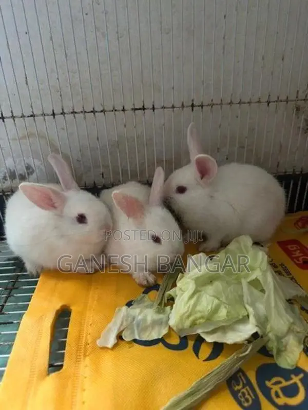 Rabbits