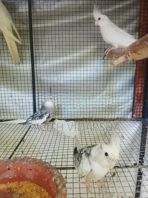 Cockatiel Bird