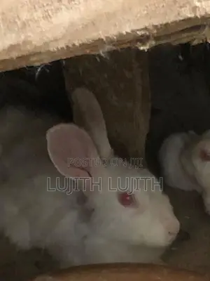 Rabbit