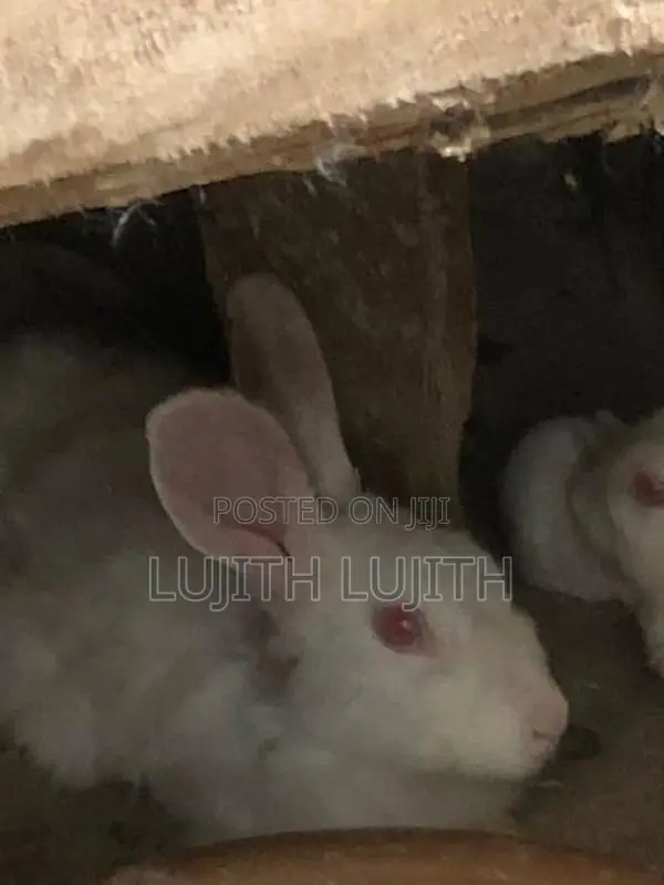 Rabbit