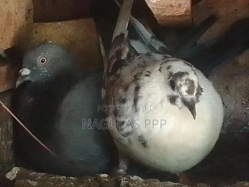 Pigen