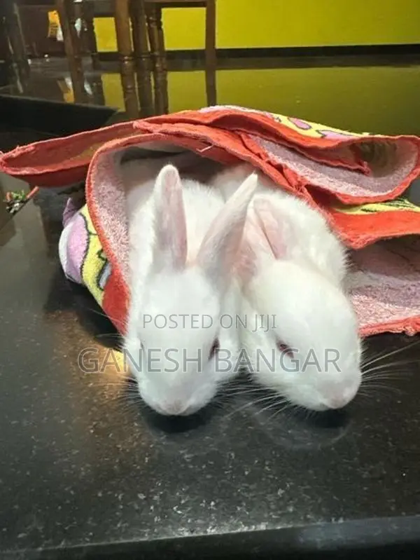Rabbits