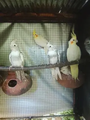 Cockatiel Bird