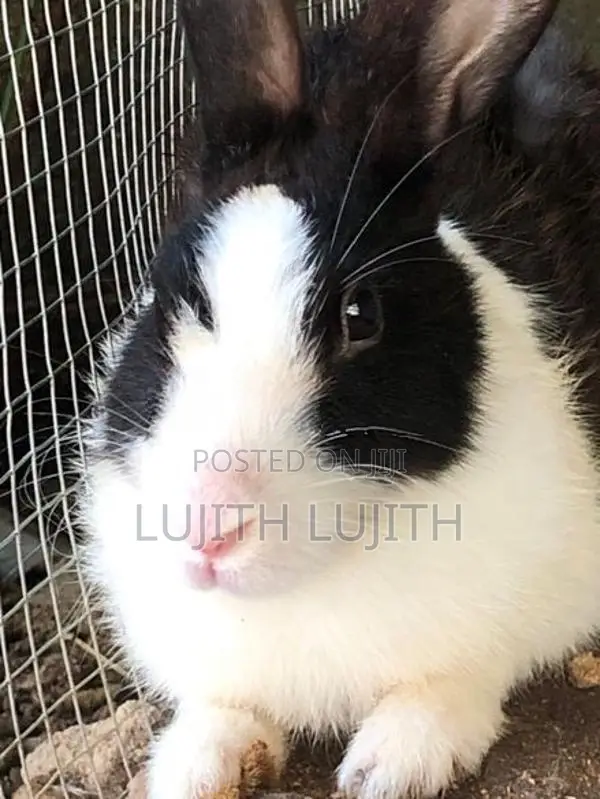 Rabbit
