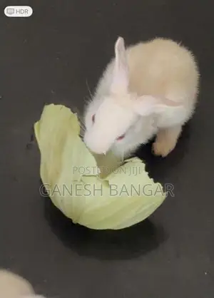 Rabbits