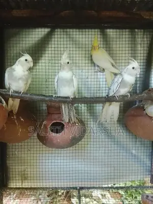 Cockatiel Bird