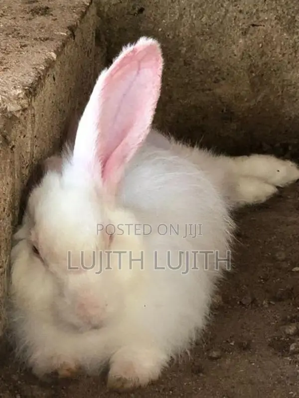Rabbit