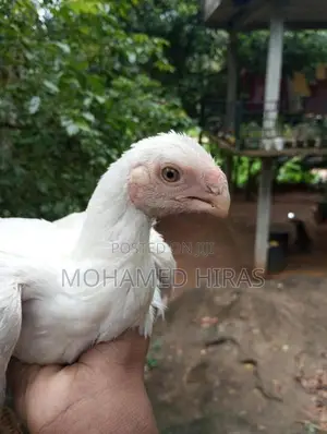 Parrot Beak Rooster