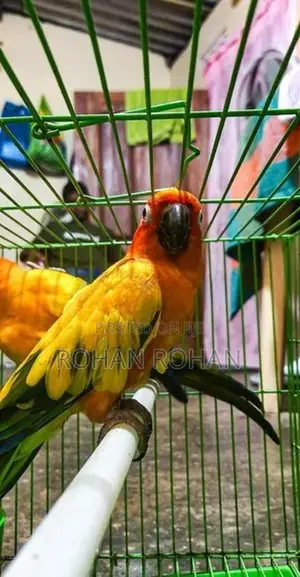 Sun Conure Chick