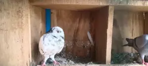 Pigeon