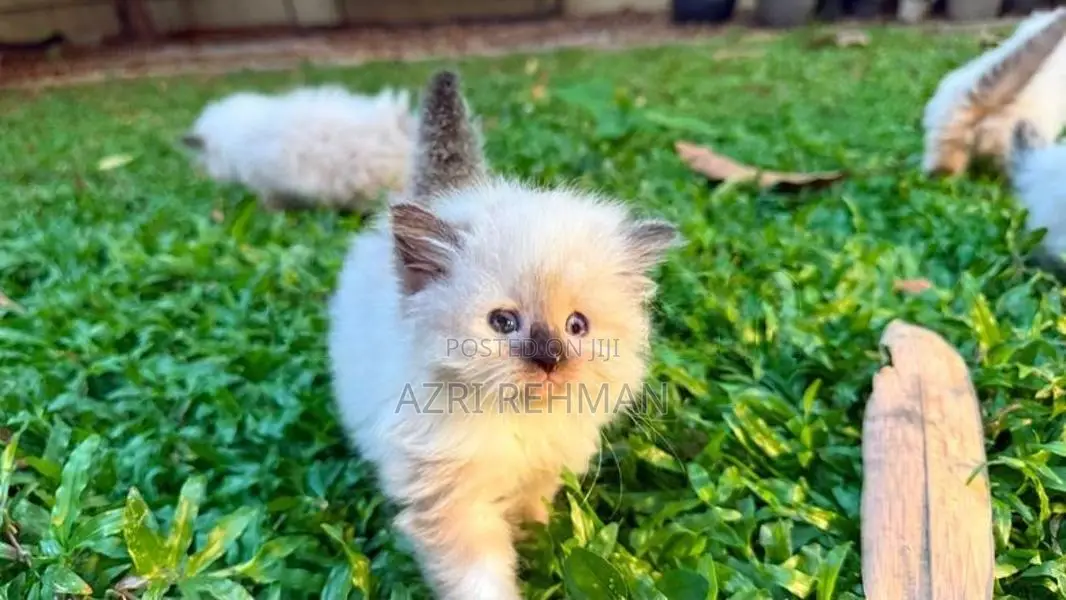 Himalayan Kittens
