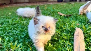 Himalayan Kittens