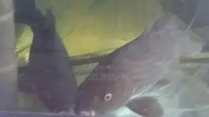 Carp Fish