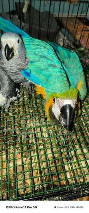 Macaw Parrot 45days Old Chik