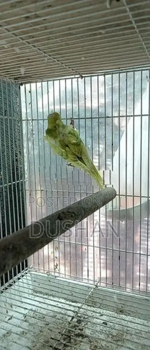 Helicopter Love Bird
