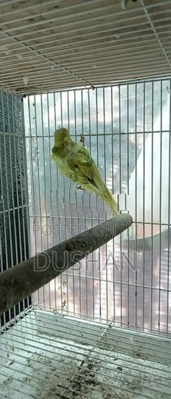 Helicopter Love Bird