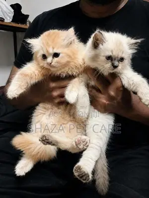Persian Kittens