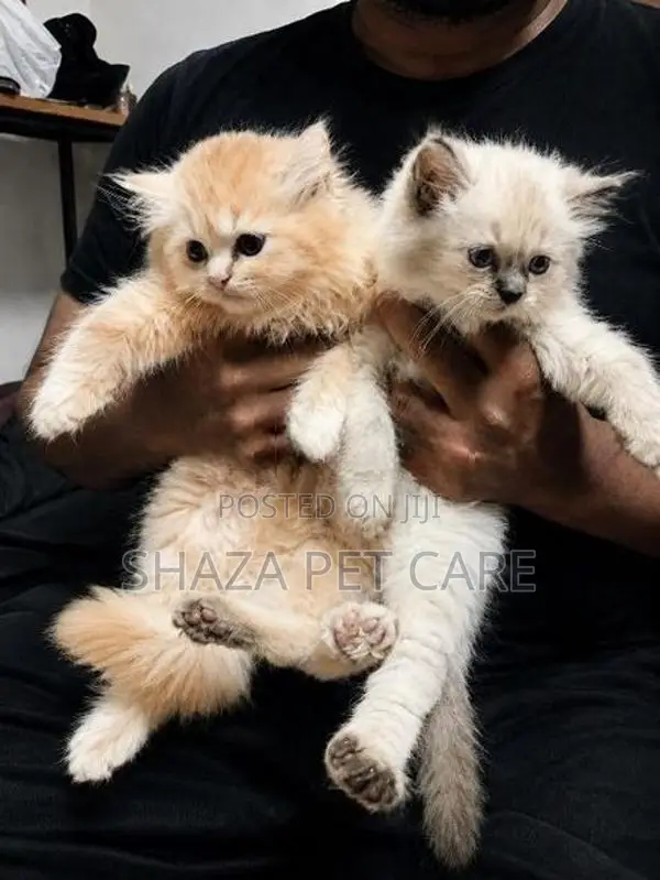 Persian Kittens